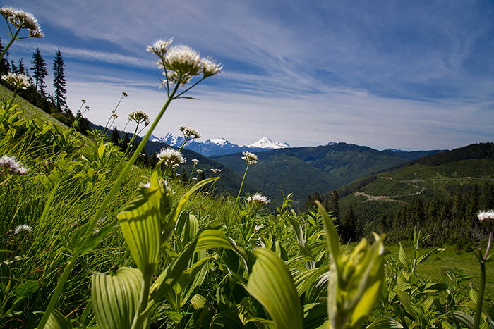 wildflowers with mount baker in the background