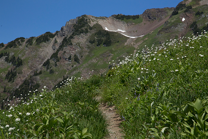 steep trail with wild flowers on each side