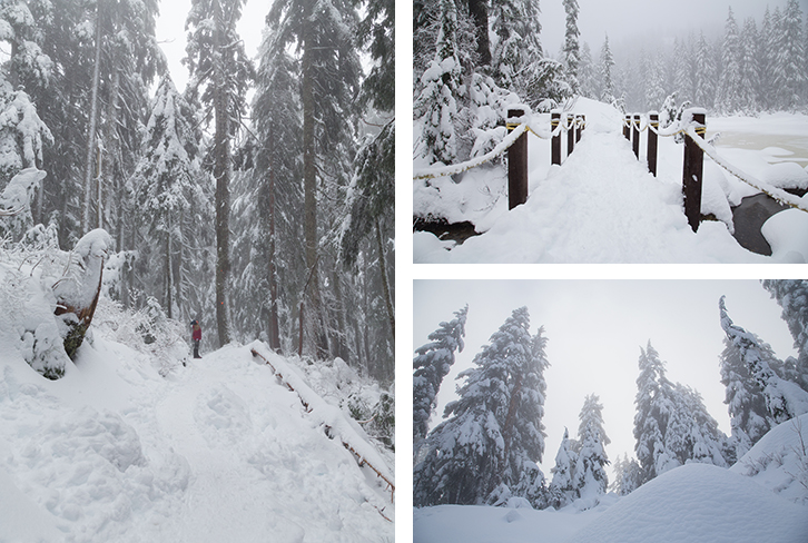 snow covered trees in the forest on Mount Seymour BC