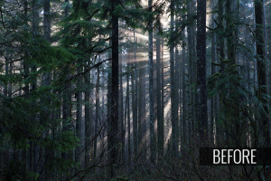 sunbeaming through several large trees