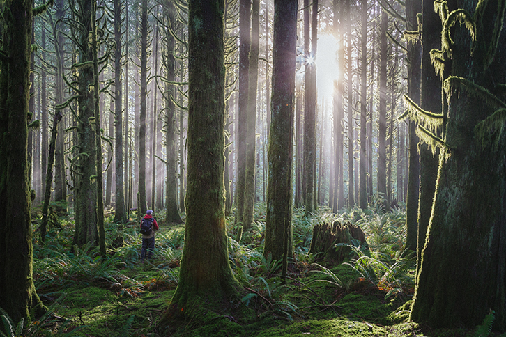 A man standing in a forest with sunbeams all around him